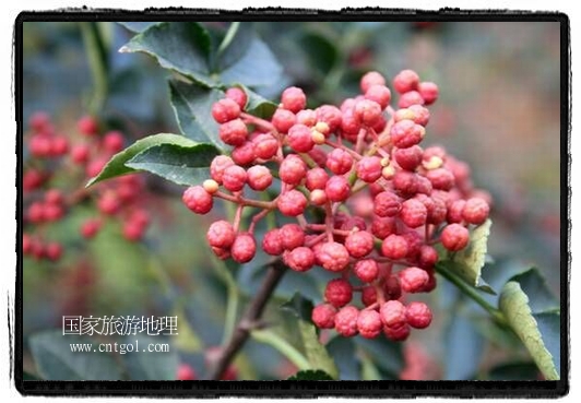 韓城大紅袍花椒 