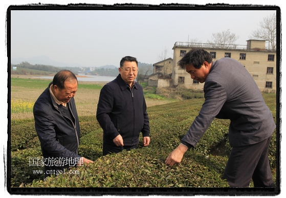 婺源縣茶業(yè)局積極組織茶技人員到中云、鎮(zhèn)頭、清華、思口等重點(diǎn)產(chǎn)茶鄉(xiāng)鎮(zhèn)，深入茶園地塊、名優(yōu)茶加工廠開(kāi)展技術(shù)服務(wù)。