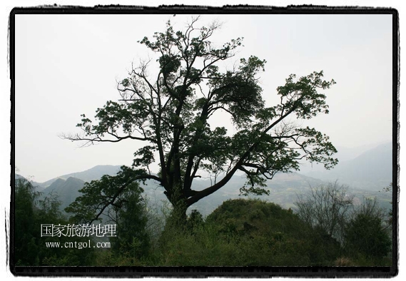 金絲楠木古樹(shù)全景 唐探峰攝